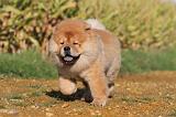 CHOW CHOW 261